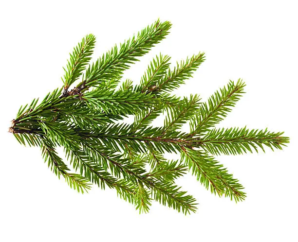 Photo of Pine tree branch on a white background