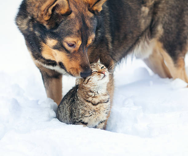 istock Dog and cat playing in the snow 460645299