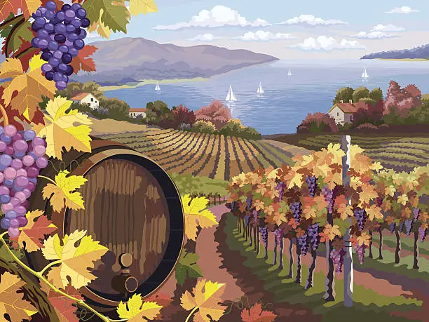 Vector illustration of Vineyard and grapes bunches