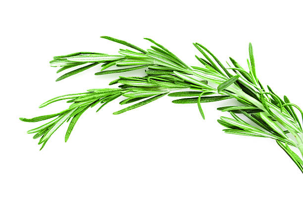 istock Twig of rosemary on a white background 460658327