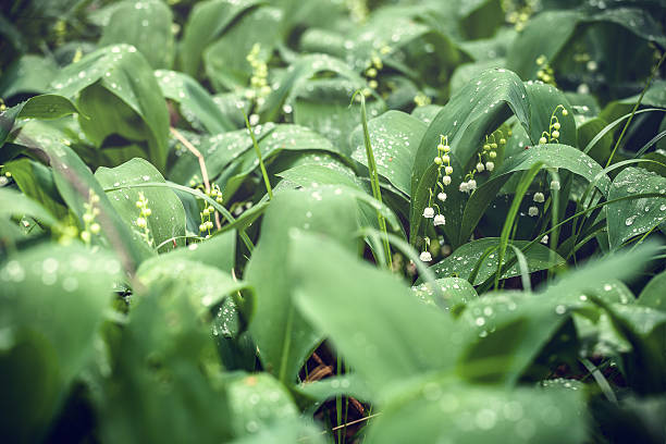 Lily Of The Valley stock photo