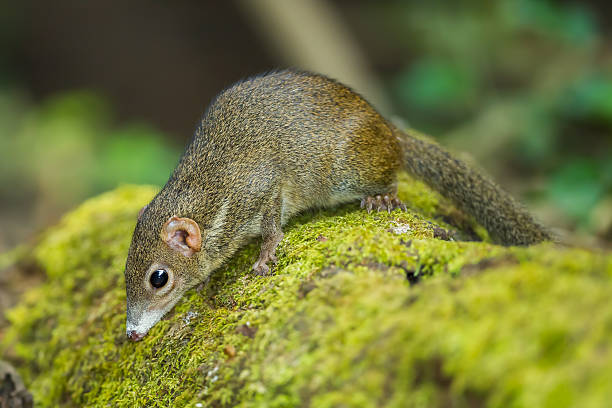 Close up of Common treeshrew Close up of Common treeshrew(Tupaia glis) in forest of Thailand mammal animal shrew rat stock pictures, royalty-free photos & images