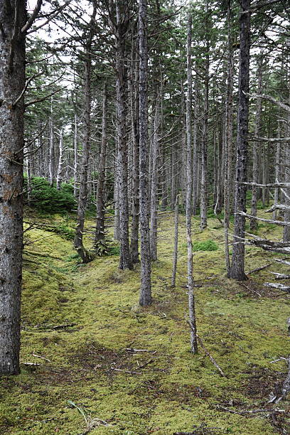 istock Temperate Rain Forest, northern Haida Gwaii, B.C. Canada. 460659765