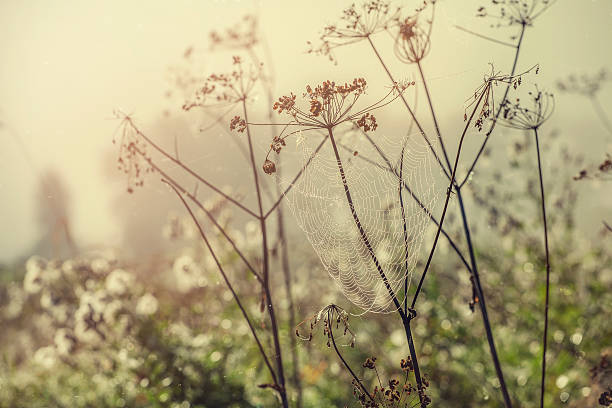 Cobweb Morning stock photo