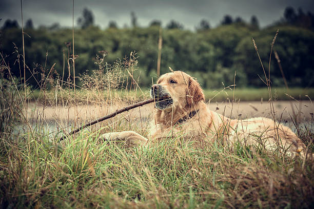 Labrador Outdoors stock photo