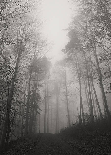 istock elegant forest with fog 460678575