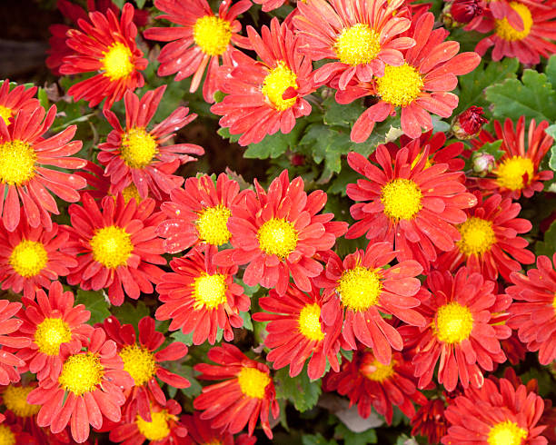 istock Beautiful flowers of chrysanthemums 460679723