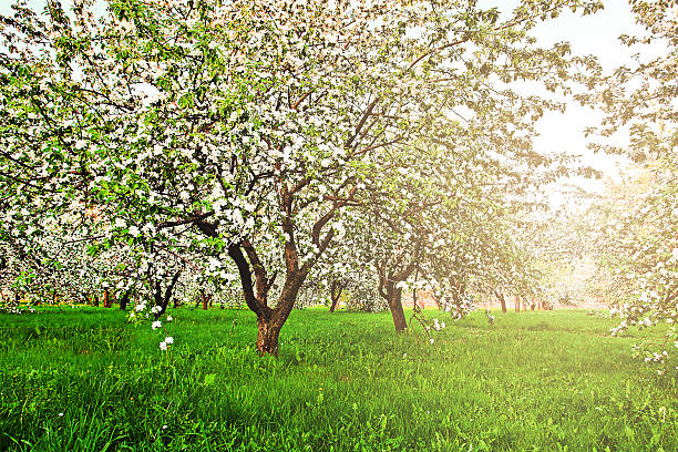 istock Beautiful blooming of decorative white apple and fruit trees ove 460681811