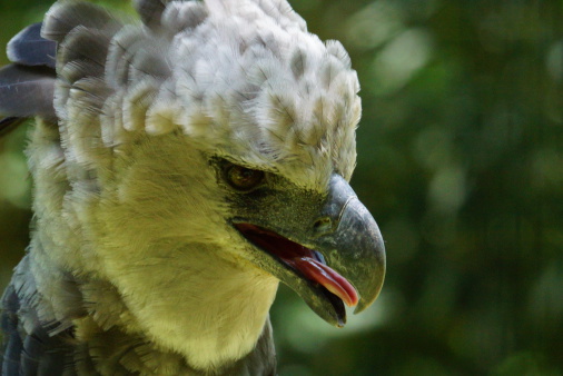 Close up of a female harpy eagle.