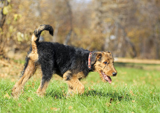 istock Airedale Close-up in the park 460683423