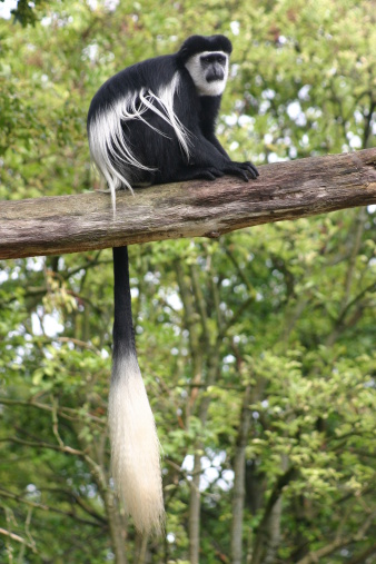 Colobus guereza