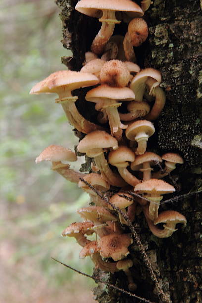istock Honey fungus. Mushrooms. 460683941