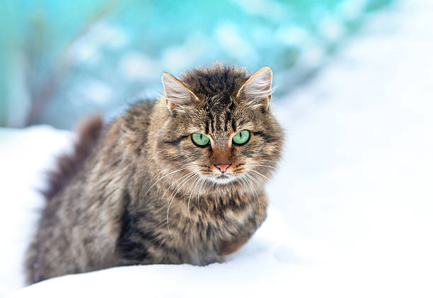 istock Cute siberian cat sits in the snow 460684139