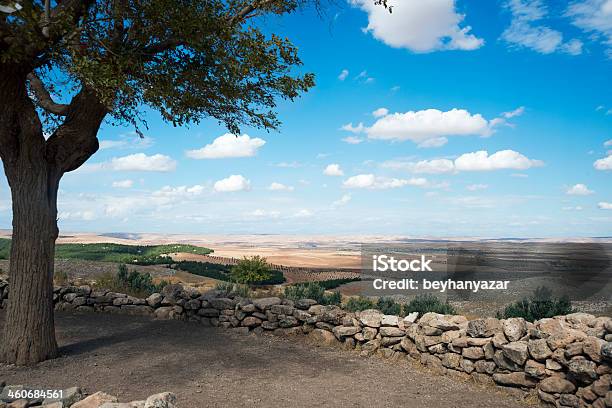 Mulberry Tree Stock Photo - Download Image Now - Blue, Cloud - Sky, Cloudscape
