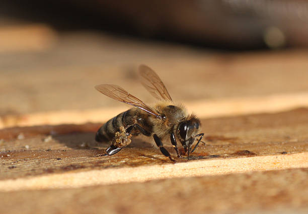istock bee carrying propolis on her legs (pollen basket) 460684605