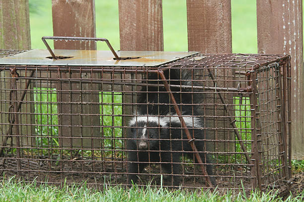 istock Young Skunk In Live Trap. Animal Pest Control. 460684667