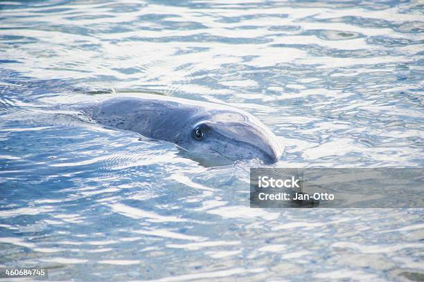 Dolphin At Monkey Mia Stock Photo - Download Image Now - Australia, Dolphin, Horizontal