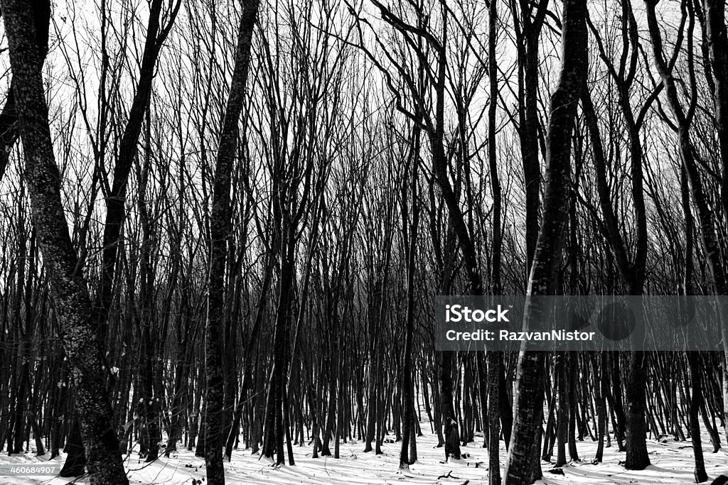 Virgin Forest Bare Branches Black and White Backgrounds Stock Photo