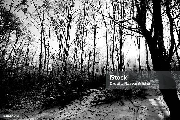 Foresta Vergine Bare Rami Bianco E Nero - Fotografie stock e altre immagini di Abete - Abete, Albero, Ambientazione esterna