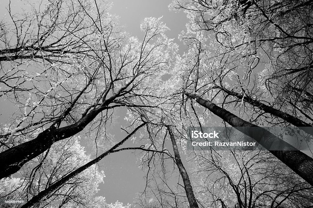Forêt vierge Branches nues noir et blanc - Photo de Arbre libre de droits