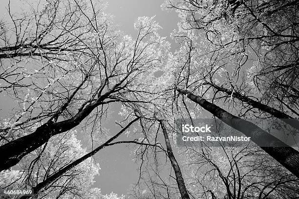 Photo libre de droit de Forêt Vierge Branches Nues Noir Et Blanc banque d'images et plus d'images libres de droit de Arbre - Arbre, Arctique, Beauté de la nature