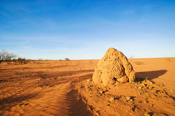 Red sand in the desert of Australia and termite hill. Location: Minilya-Exmouth road, Western Australia.