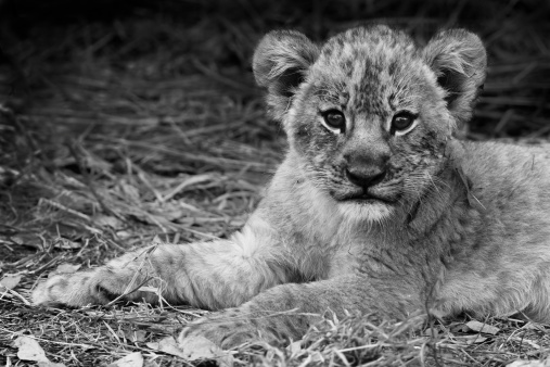 Cute Lion cub staring at the camera