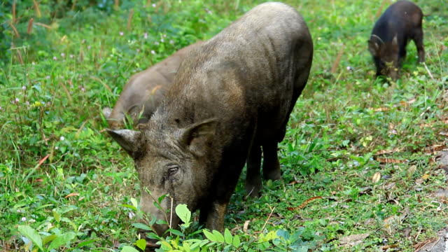 Wild boars having dinner