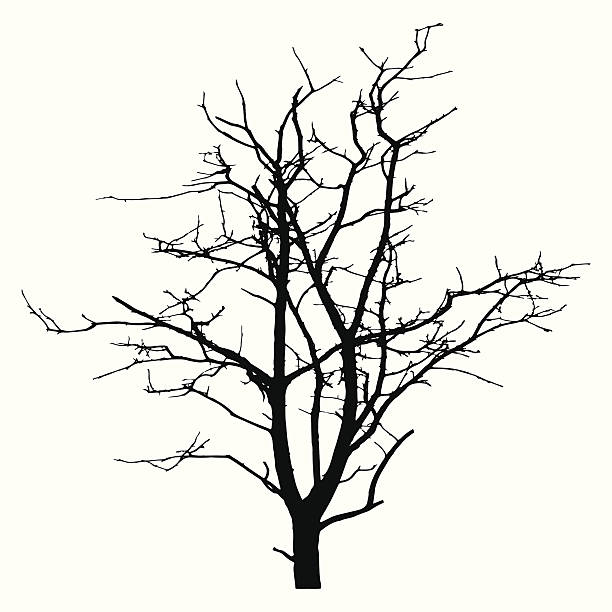 тонкий отслежена силуэт - bare tree dry tree branch stock illustrations