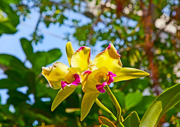 orchids in the botanical garden in Washington