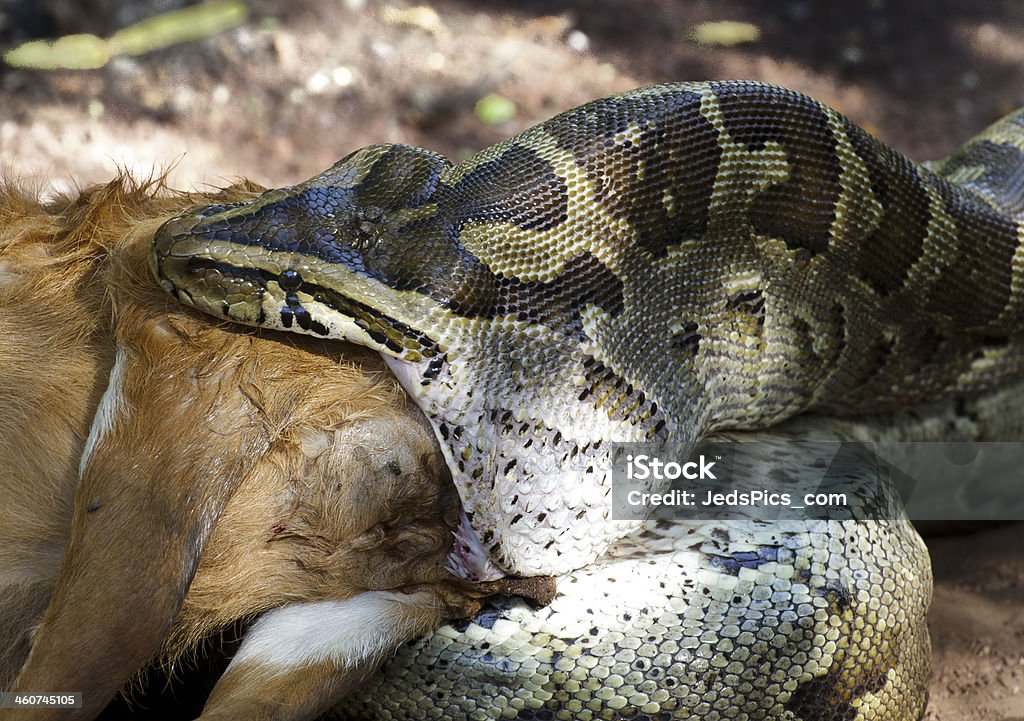Snake Eats Deer Stock Photo - Download Image Now - Eating, Python - Snake,  Boa Constrictor - iStock