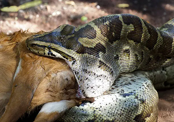 Python swallows a deer