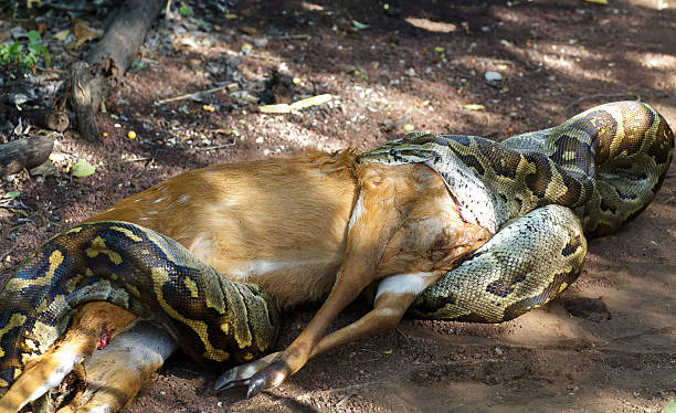 serpent eats deer - python photos et images de collection