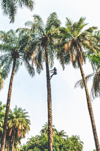 African man climbing to the top of coconut palm tree to bring down bottles of  popular local alcohol drink - 