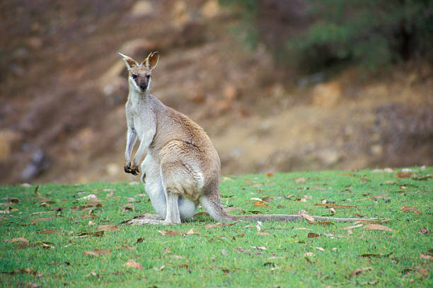 ualabí ágil, macropus agilis - agile wallaby fotografías e imágenes de stock