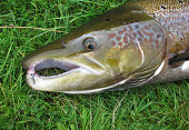 atlantic-salmon.jpg?b=1&s=170x170&k=20&c=Tg9WZ0aiXBtS74Jp6YqL4GOOdDsFyE8kftl1rWLoOzY=