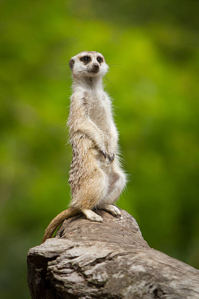 Meerkat Meerkat meerkat stock pictures, royalty-free photos & images