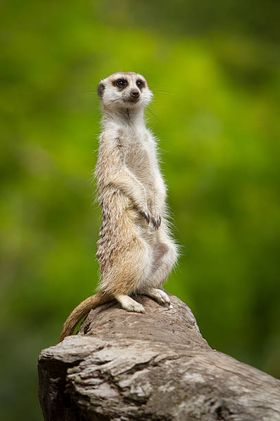 Meerkat stock photo