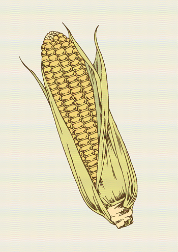 Vector illustration of corn. EPS8, AI10, high res jpeg included.