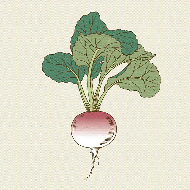 Vector illustration of Radish