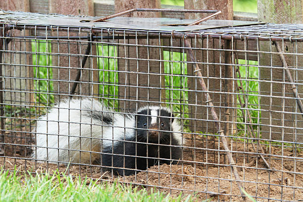 istock Young Skunk In Live Trap 460759479