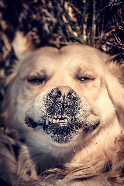 Labrador Outdoors stock photo