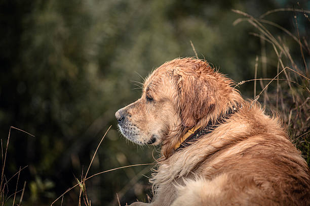 Labrador Outdoors stock photo