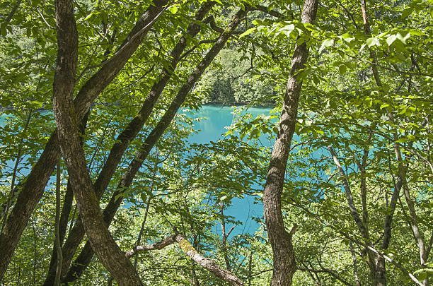 laghi di plitvice - plitvice lakes national park water lake national park foto e immagini stock