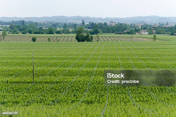 葡萄園 - つる草のストックフォトや画像を多数ご用意 - つる草, イタリア, カラー画像