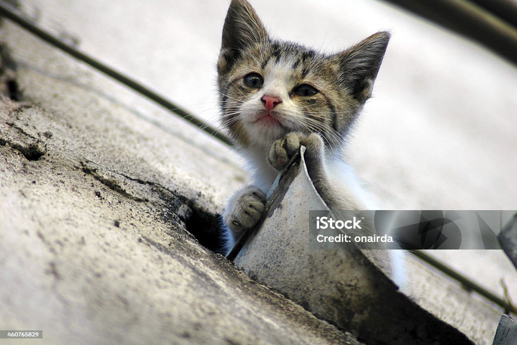 cats cat on the roof Animal Stock Photo