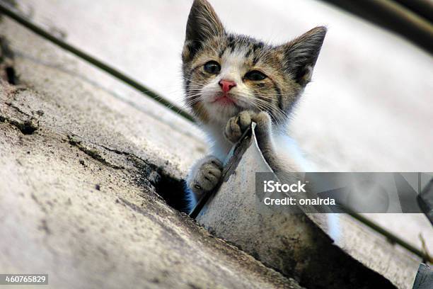 Cats Stock Photo - Download Image Now - Animal, Cub, Dog