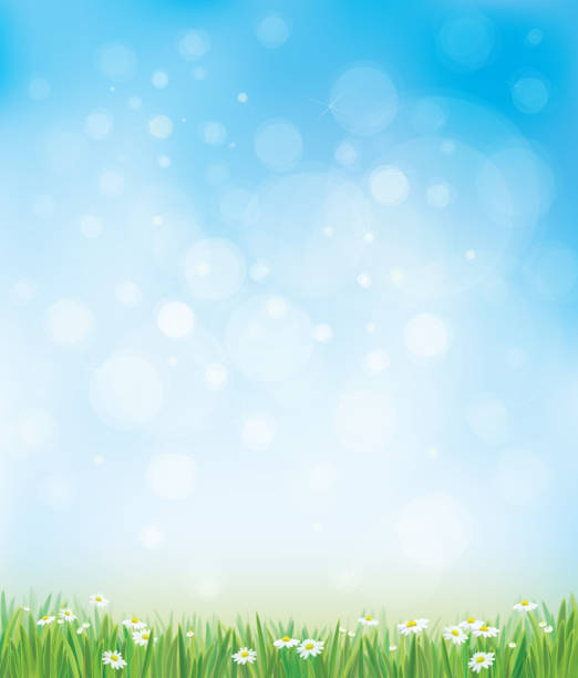 Vector sky background with grass and chamomiles. vector art illustration