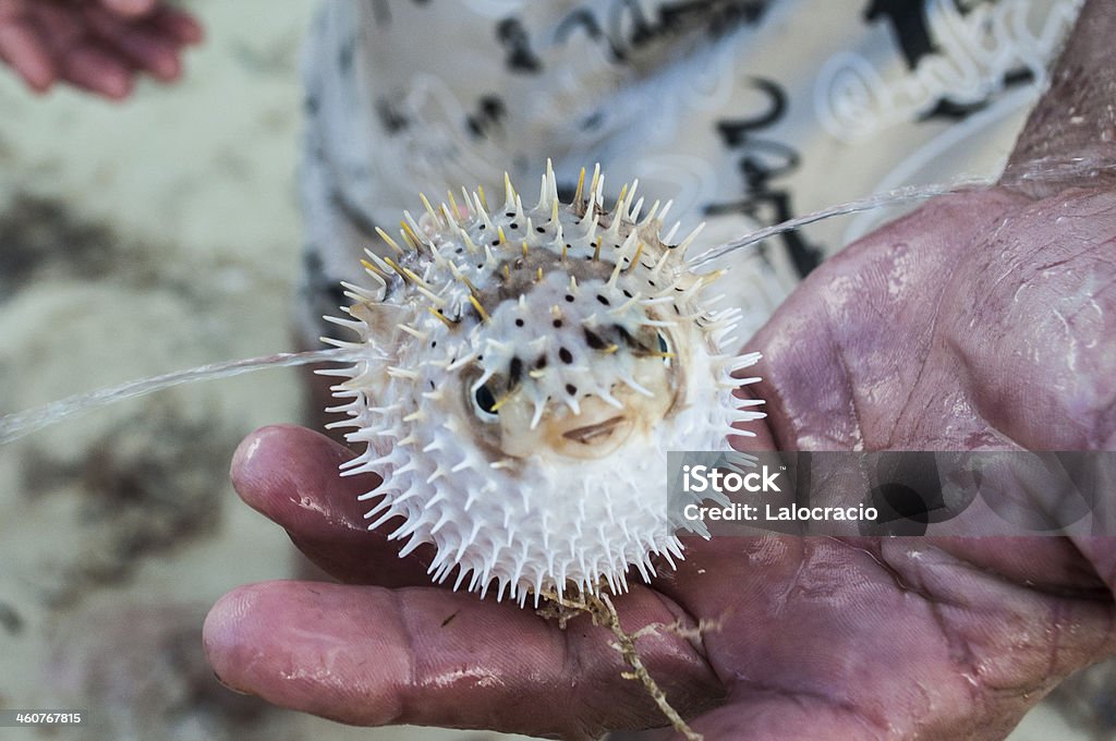 Tetraodontidae - Foto de stock de Clima tropical libre de derechos