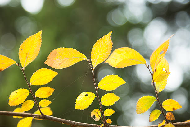 istock autumn leaves under sunny day 460768387